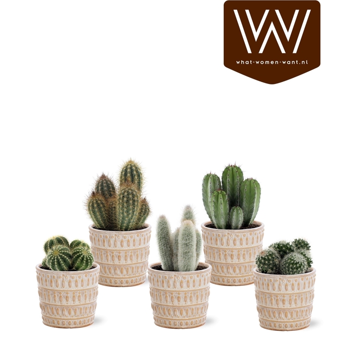 <h4>CACTUS OV</h4>