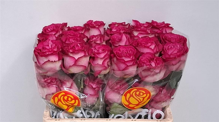 R GR DARK CROWN Welyflor