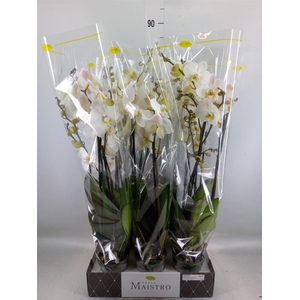 Phalaenopsis   ...white