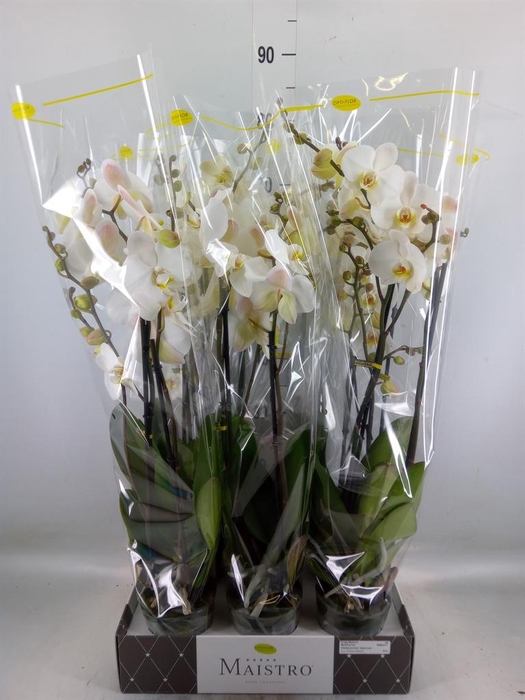 <h4>Phalaenopsis   ...white</h4>