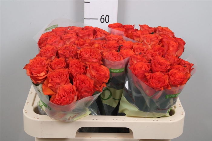 <h4>R Gr Orange Wave B1</h4>