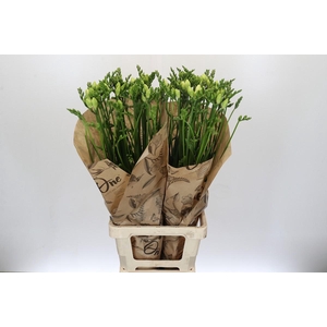 Freesia One Xxl White