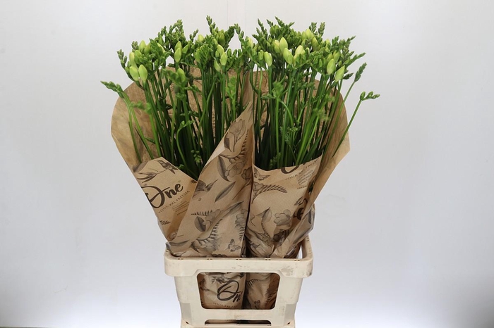 <h4>Freesia One White XXL</h4>