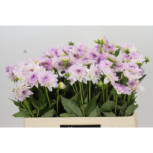 Dahlia Eveline