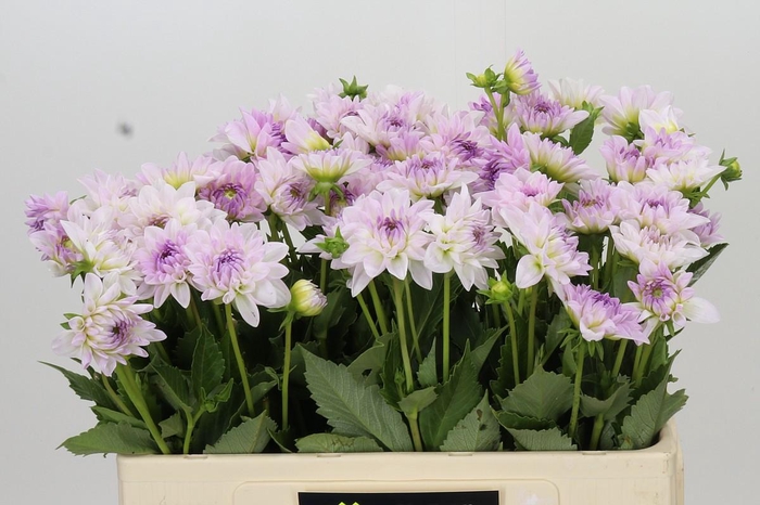 <h4>Dahlia Eveline</h4>