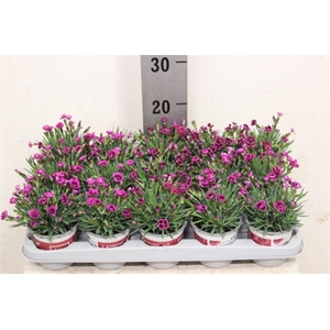 Dianthus Picture Perfect