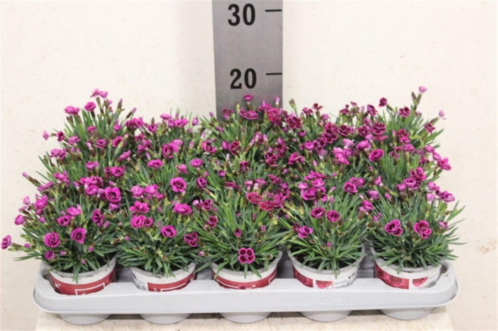 <h4>Dianthus Picture Perfect</h4>