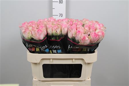 <h4>R Gr Avalanche Sorb+</h4>