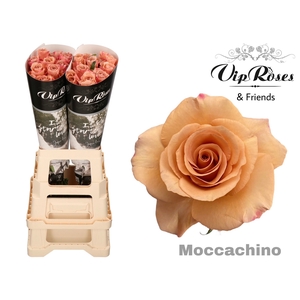 R GR MOCCACHINO x40