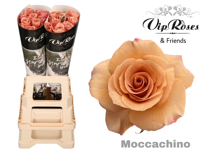 <h4>R GR MOCCACHINO x 40</h4>