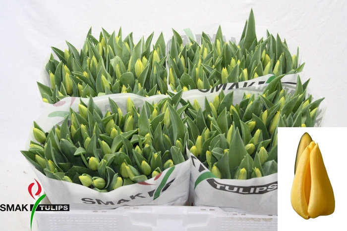 <h4>TU EN YELLOW FLIGHT</h4>