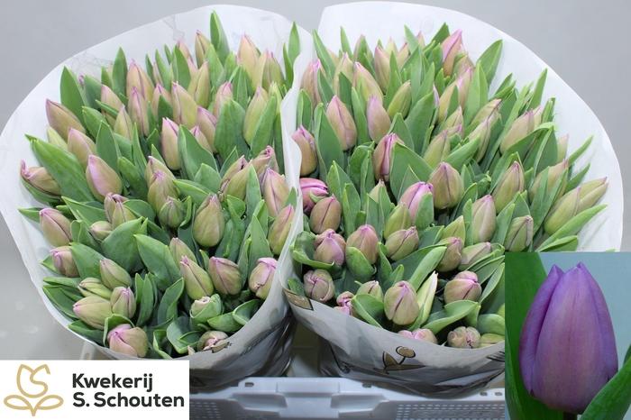 <h4>TU EN ALIBI</h4>