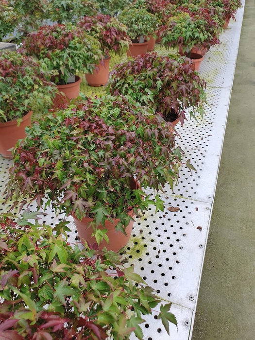 <h4>Acer palmatum 'Kiyohime' in 18cm. trainingspot.</h4>