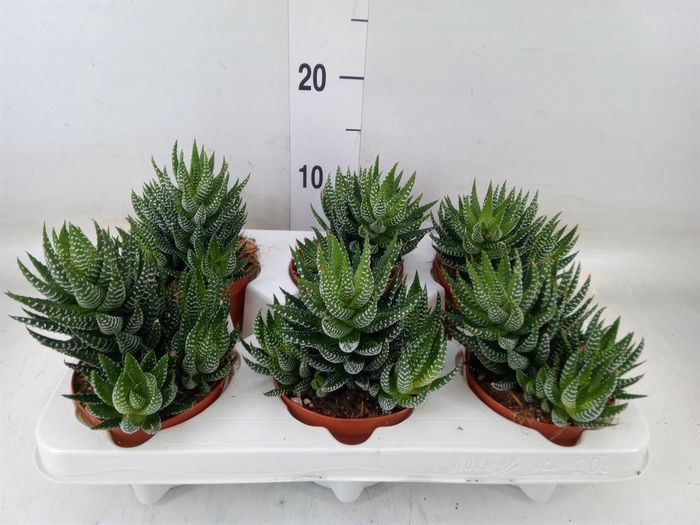 <h4>Haworthia   ...</h4>
