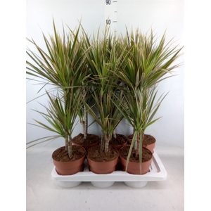 Dracaena marg. 'Bicolor'