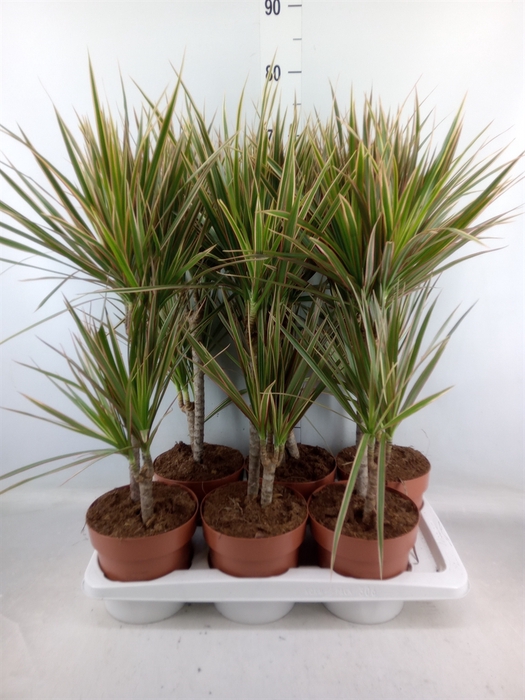 <h4>Dracaena marg. 'Bicolor'</h4>