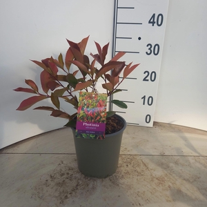 Photinia fraseri 'Red Robin'