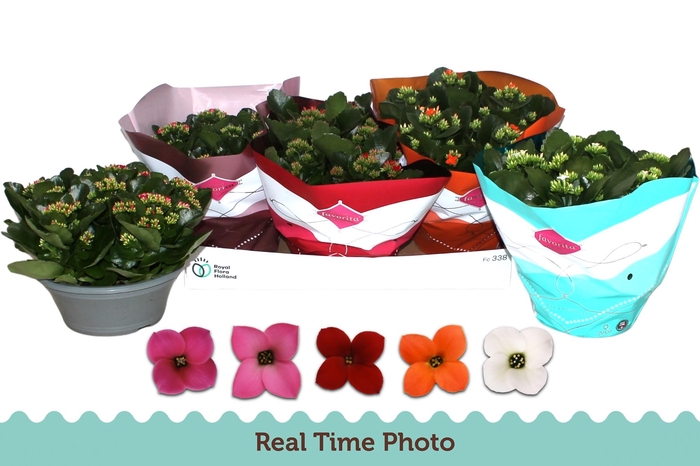 <h4>KAL EN GEM 5 KL</h4>