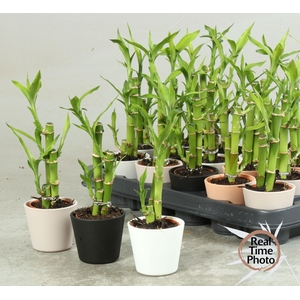 DRA LUCKY BAMBOO