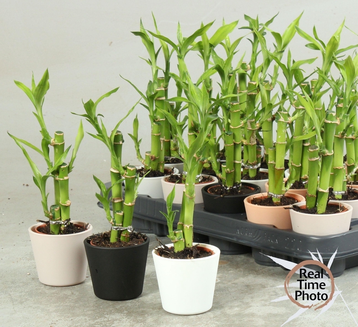 <h4>DRA LUCKY BAMBOO</h4>