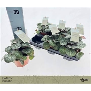 Saxifraga stolonifera 12Ø 15cm