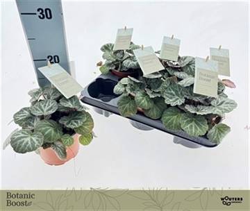 Saxifraga stolonifera 12Ø 15cm