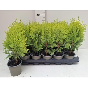 PLAT OR AUREA NANA