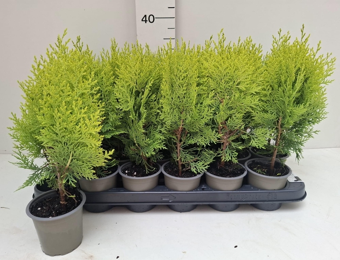 <h4>PLAT OR AUREA NANA</h4>