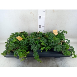 Parthenocissus  'Sugar Vine'