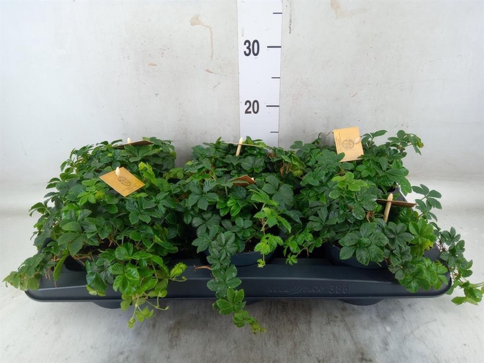 <h4>Parthenocissus  'Sugar Vine'</h4>