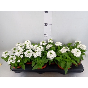 Verbena  'Aztec White Magic'