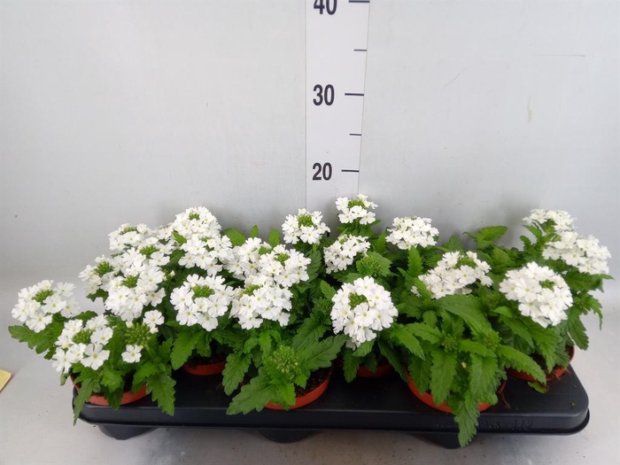 <h4>Verbena  'Aztec White Magic'</h4>