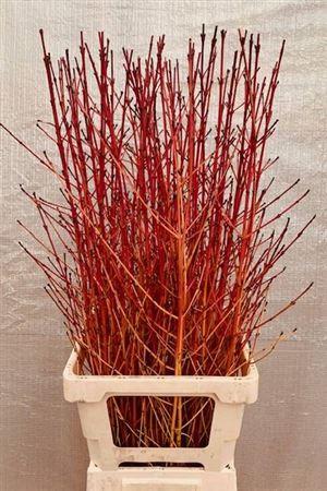 <h4>Cornus Sa Winter Beauty</h4>