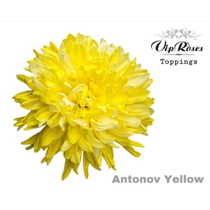 CHR G ANTONOV Paint YELLOW