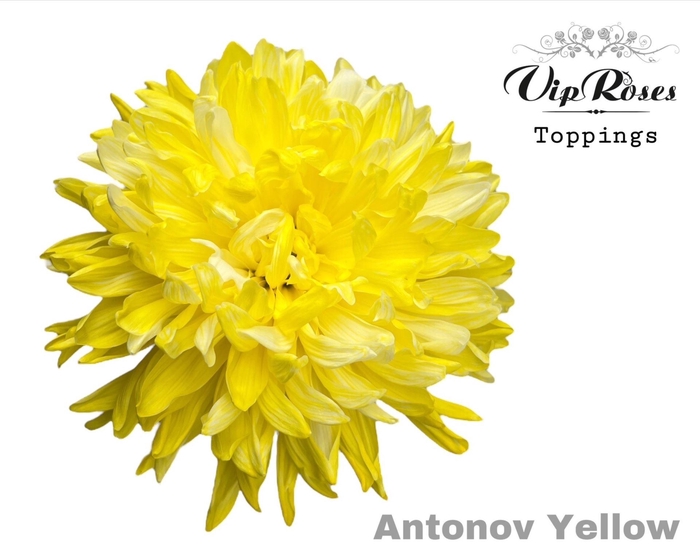 <h4>CHR G ANTONOV Paint YELLOW</h4>