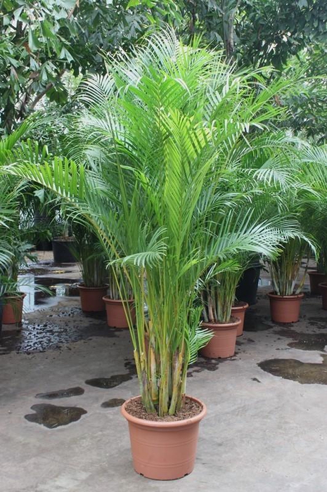 <h4>Dypsis lutescens (Areca)</h4>