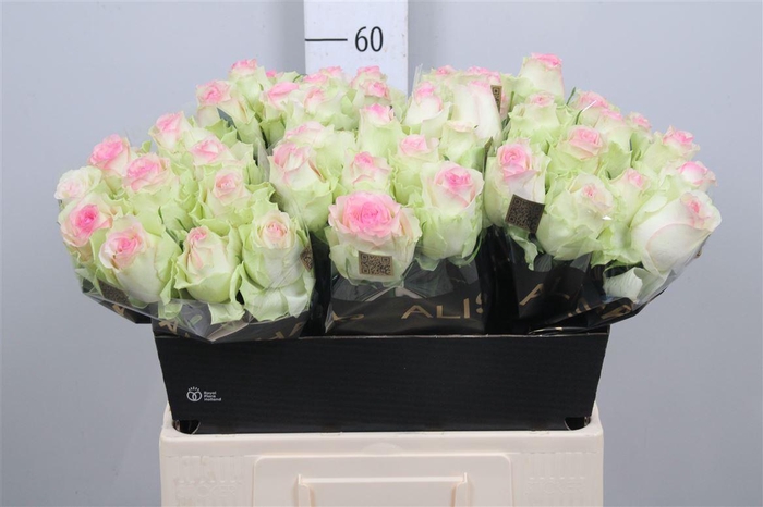 <h4>R Gr Pink Journey</h4>