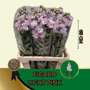 MATTH FIGARO L ROSE