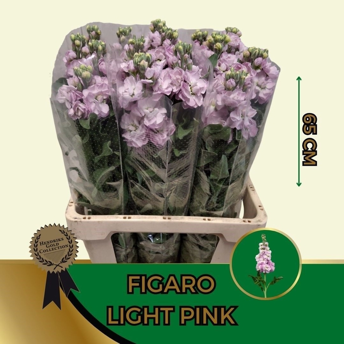 <h4>MATTH FIGARO L ROSE</h4>