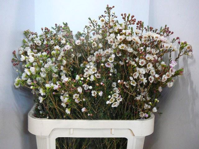 <h4>CHAME MOONL DELIGHT</h4>