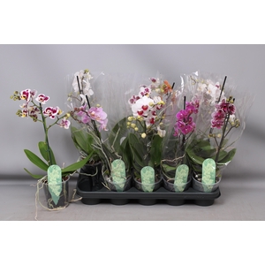 PHAL MF GEM 4 KL