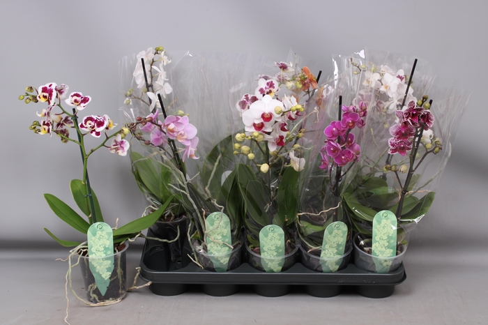 <h4>PHAL MF GEM 4 KL</h4>
