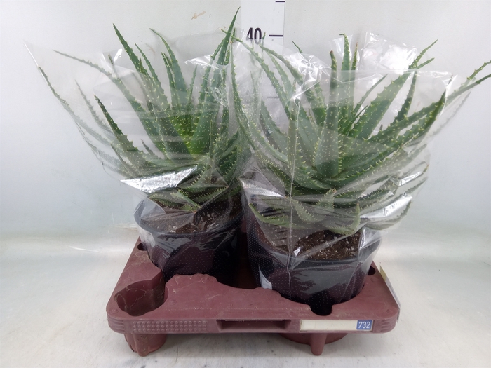 <h4>Aloe arborescens</h4>