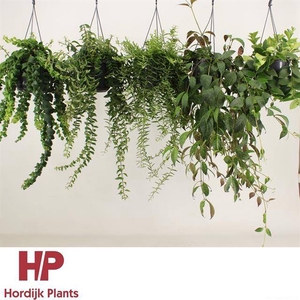 Aeschynanthus mix