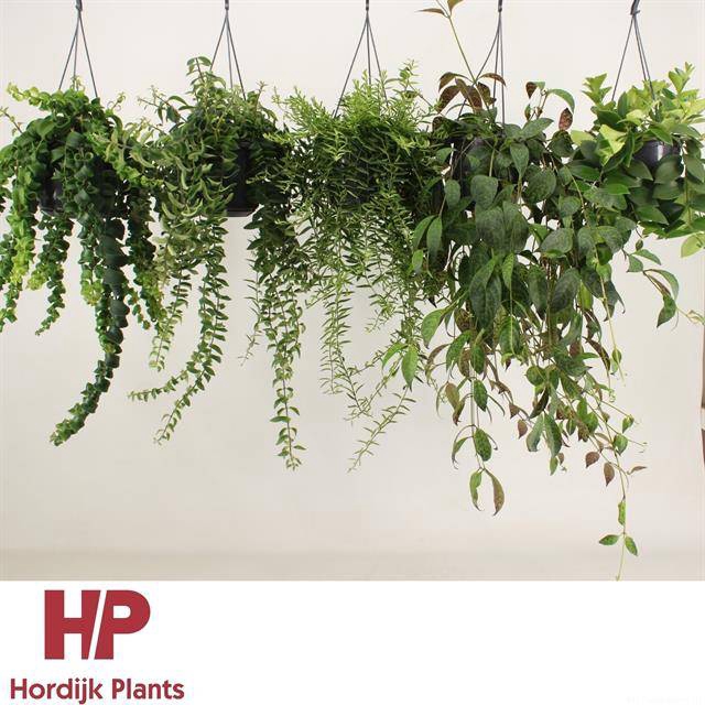 <h4>Aeschynanthus mix</h4>