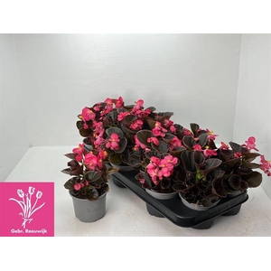 .Begonia semp other pink