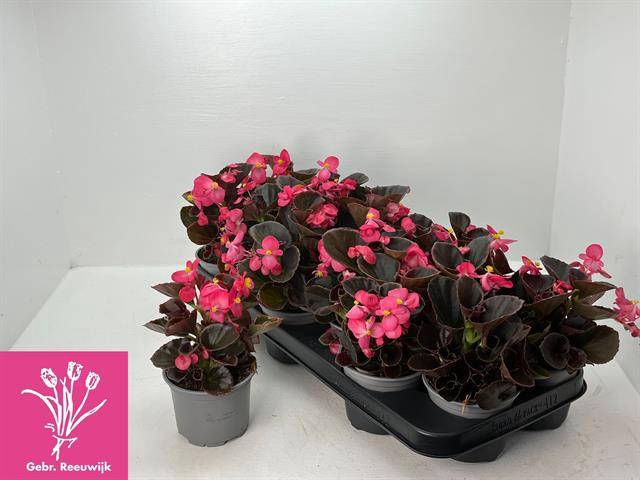 <h4>.Begonia semp other pink</h4>