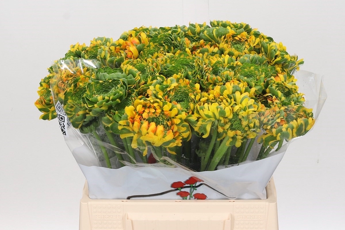 <h4>Ran Pon Pon Luna</h4>