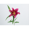 LIRIO ORIENTAL BACARDI 090 CM HT MIN 2 FLS
