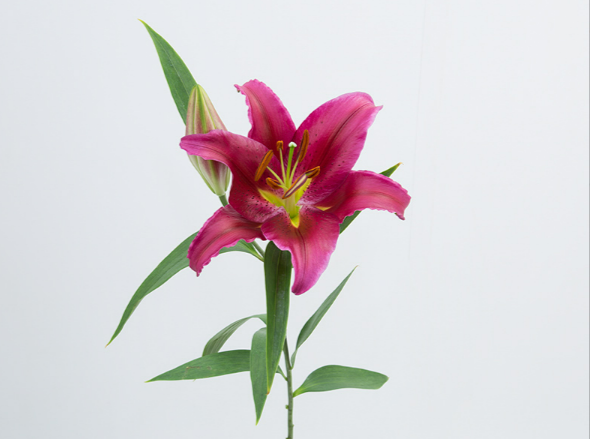 LIRIO ORIENTAL BACARDI 090 CM HT MIN 2 FLS